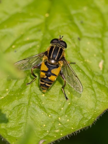 Gewone pendelvlieg (Helophilus pendulus)